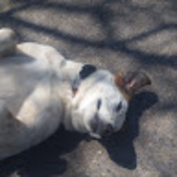 Meet your Posher, Travis - Picture 1 of 1